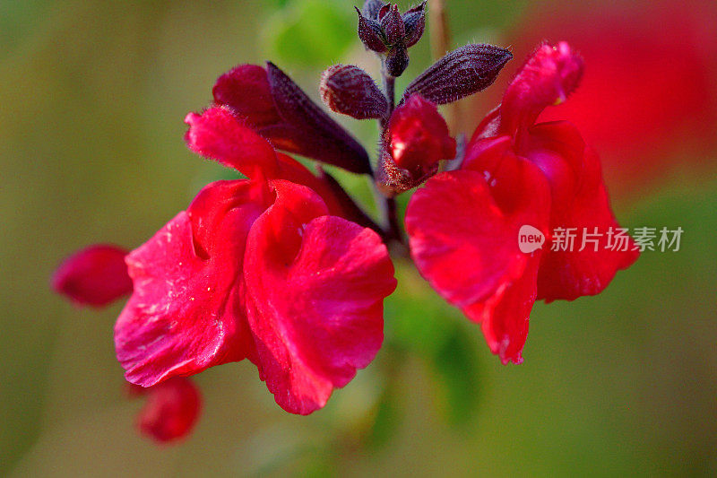 小叶鼠尾草/鼠尾草双色花，白色和红色